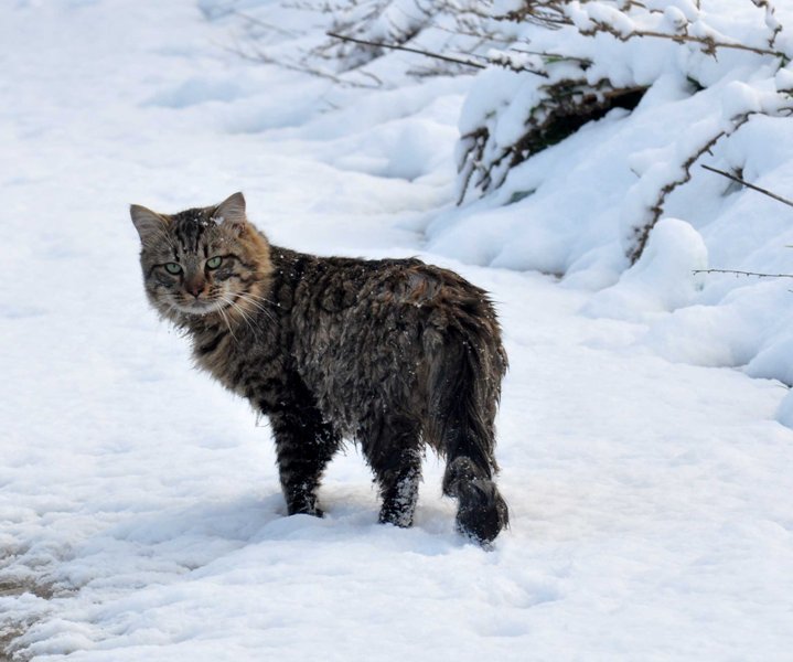 Γάτα έσωσε τη ζωή ενός βρέφους στην παγωμένη Μόσχα - Media