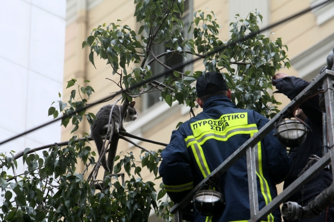 Γάτος που εγκλωβίστηκε στην κορυφή δέντρου σώζεται από την... Πυροσβεστική! (Photos & Video) - Media