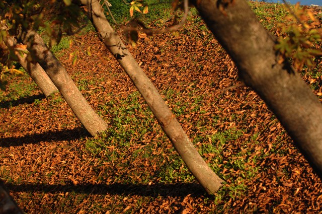 Χειμωνιάτικος καιρός με μικρή άνοδο της θερμοκρασίας στα δυτικά και νότια - Media