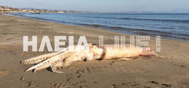 Γιγάντιο καλαμάρι ξέβρασε η θάλασσα σε παραλία της Ηλείας (Photo & Video) - Media