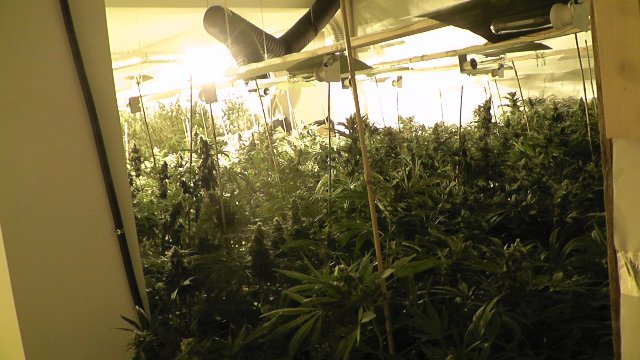 Καλλιεργούσαν χασίς αξίας 50 εκατομμυρίων ευρώ σε μεζονέτες! (Photos & Video) - Media