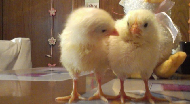 Από αριστερά προς τα δεξιά μετρούν και τα… κοτόπουλα - Media