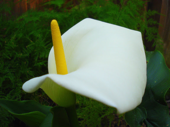 7 στους 10 Αμερικανούς πιστεύουν στον… «κρίνο» - Media