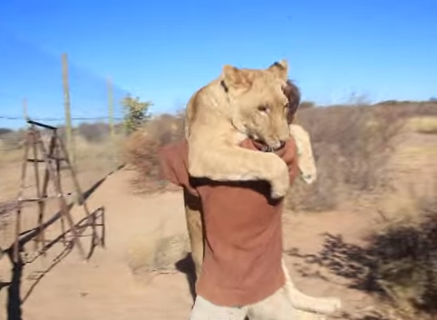 Λέαινα αγκαλιάζει τον άνθρωπο που την έσωσε! (Video) - Media