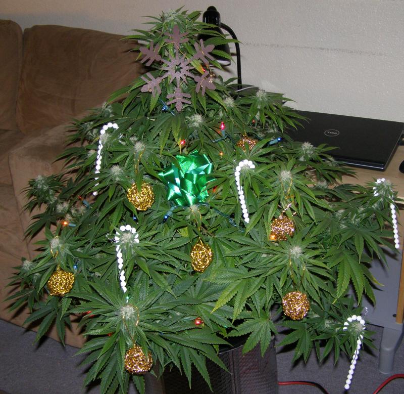 Αντί για έλατο, στόλισε δενδρύλλιο κάνναβης! - Media