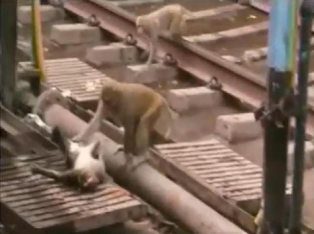 Μαθήματα... ανθρωπιάς από πιθήκους(Video) - Media