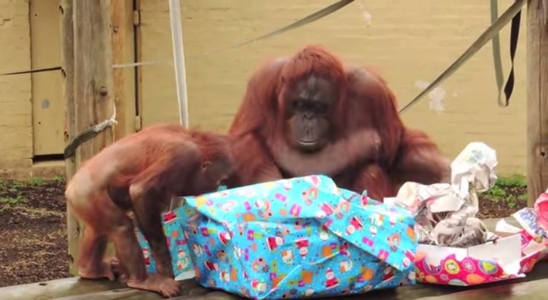 Χριστούγεννα γιόρτασαν μέχρι και οι… Ουρακοτάγκοι! (Video) - Media