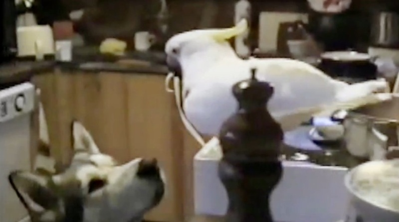 Μπορεί ένας παπαγάλος να ταΐζει έναν σκύλο; (Video) - Media