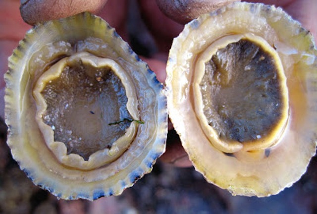 Το ισχυρότερο υλικό στη φύση είναι τα... δόντια πεταλίδας - Media