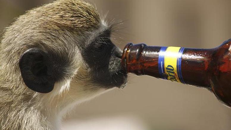 Οι πίθηκοι «φτιάχνουν κεφάλι» εδώ και 10 εκτ. χρόνια - Media