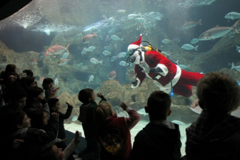 Κολυμπάει ο Άγιος Βασίλης; (Video) - Media