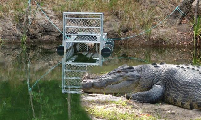 Θεοφάνεια με τον «Σήφη»: Θα βουτήξουν στα νερά του κροκόδειλου - Media