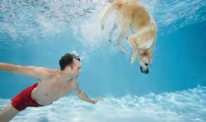 Οριοθετήθηκαν παραλίες… για σκύλους - Media