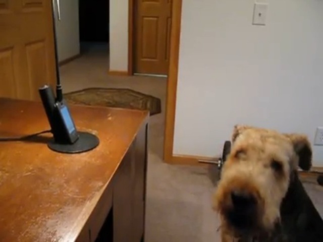 Δείτε τον σκύλο που απαντάει στα τηλεφωνήματα του ιδιοκτήτη του (Video) - Media