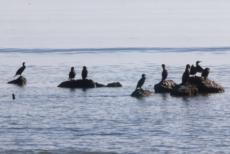 Επιταχύνεται η άνοδος της στάθμης των θαλασσών - Media