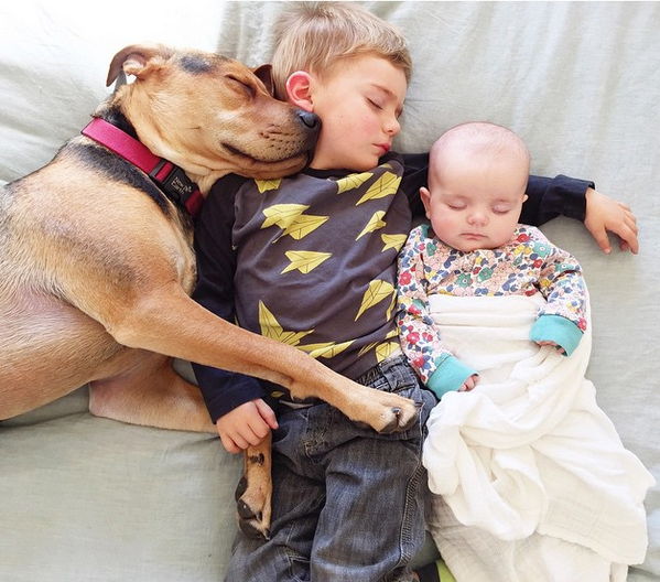 Η πιο… viral φιλία απέκτησε κι άλλο μέλος – Ο σκύλος που κοιμάται αγκαλιά με δύο μωρά (Photos) - Media