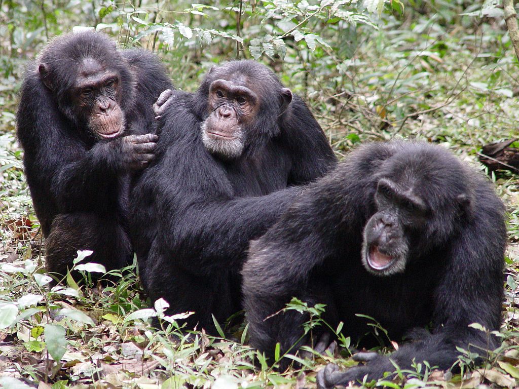 Χιμπατζήδες, οι... γλωσσομαθείς! - Media