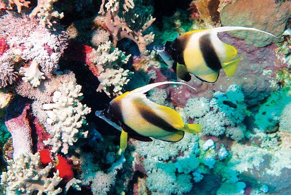 Ο επιθανάτιος ρόγχος του ωκεανού (ηχητικό) - Media