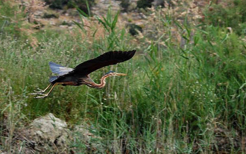 ΣΥΡΙΖΑ: Διατήρηση και αειφορική διαχείριση των υγροτόπων  - Media