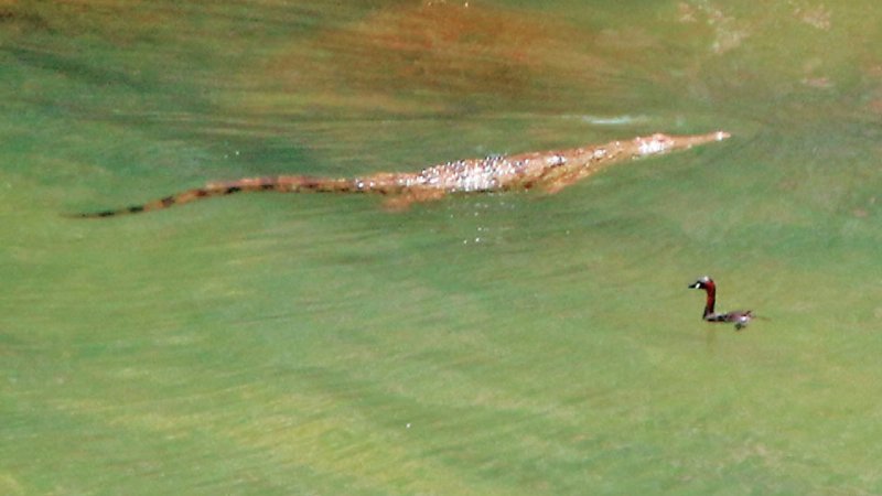 Το… κηδειόχαρτο για τον Σήφη τον κροκόδειλο (Photo) - Media
