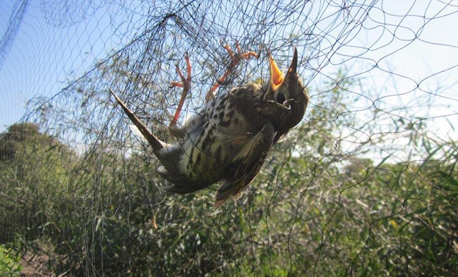 Εξόντωσαν 2 εκατομμύρια αποδημητικά πουλιά στην Κύπρο! - Media