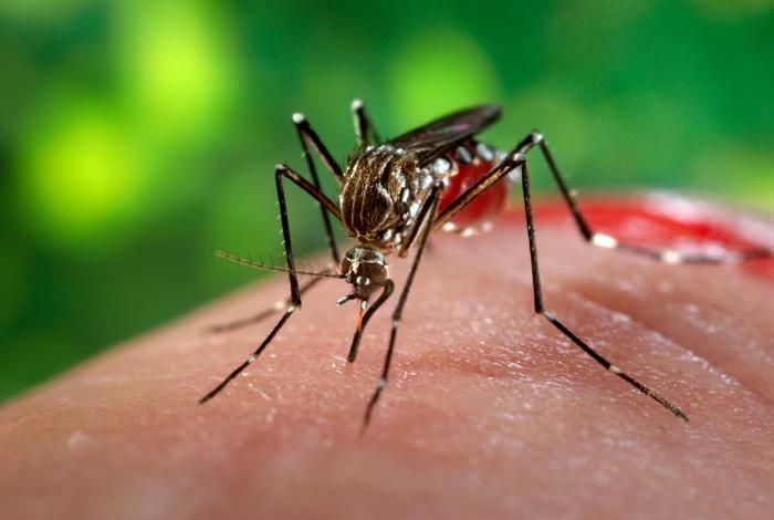 Τα κουνούπια έχουν προτιμήσεις – Δείτε αν είστε μέσα σ’ αυτές - Media