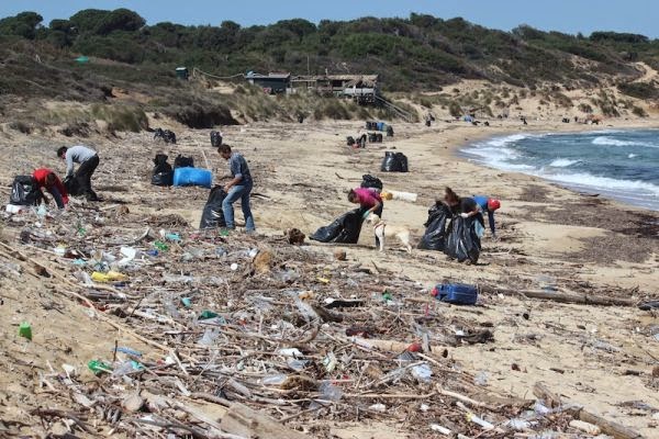 Νεκρά δελφίνια και χελώνες σε παραλίες της Σκιάθου - Media