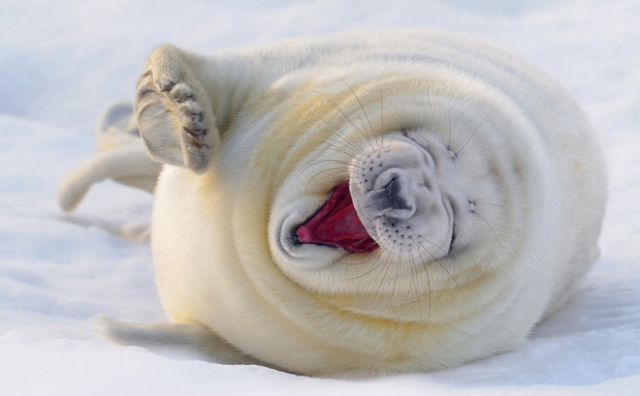 30 φωτογραφίες ζώων που θα σας αφήσουν ένα πλατύ χαμόγελο (photos) - Media