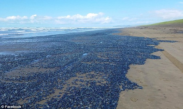 Φαντασμαγορικό θέαμα από χιλιάδες μπλε μέδουσες που ξεβράστηκαν στην ακτή (Photos) - Media