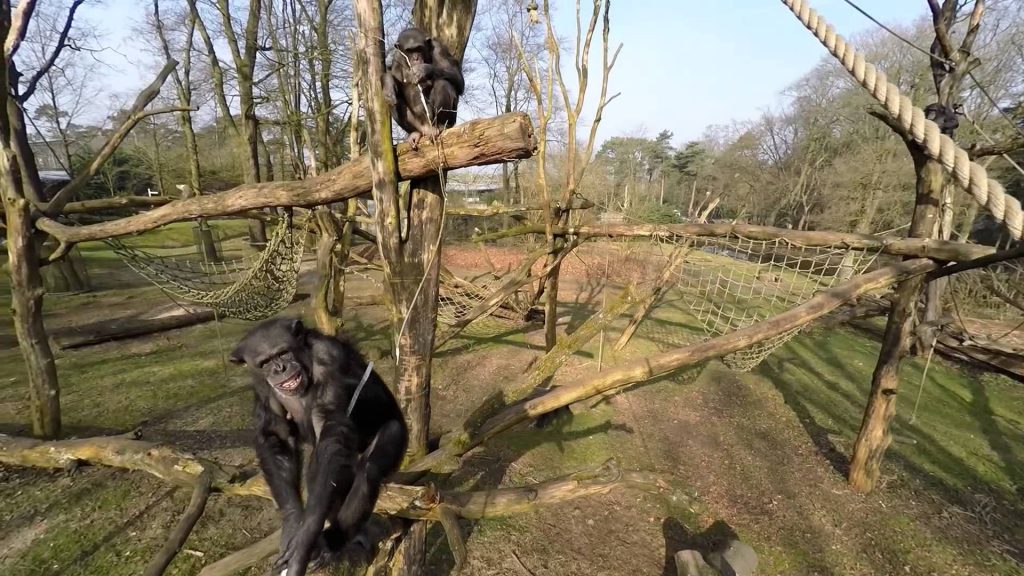 Χιμπατζής εναντίον drone σημειώσατε…1 (video) - Media