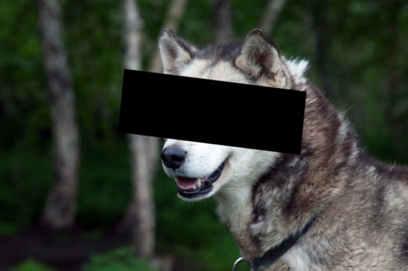 Τον έπιασαν επ’ αυτοφώρω να κάνει σεξ με χάσκι - Media