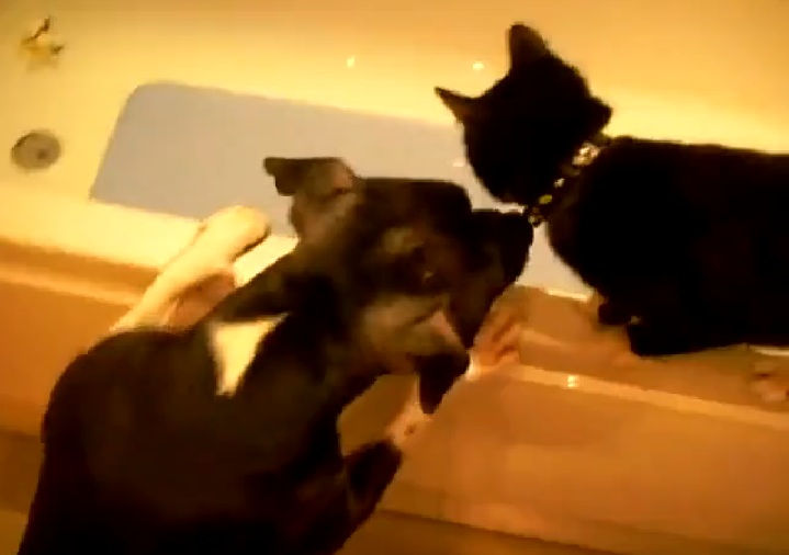 Ένα ξεκαρδιστικό αλλά και… ύπουλο «χτύπημα» (Video) - Media