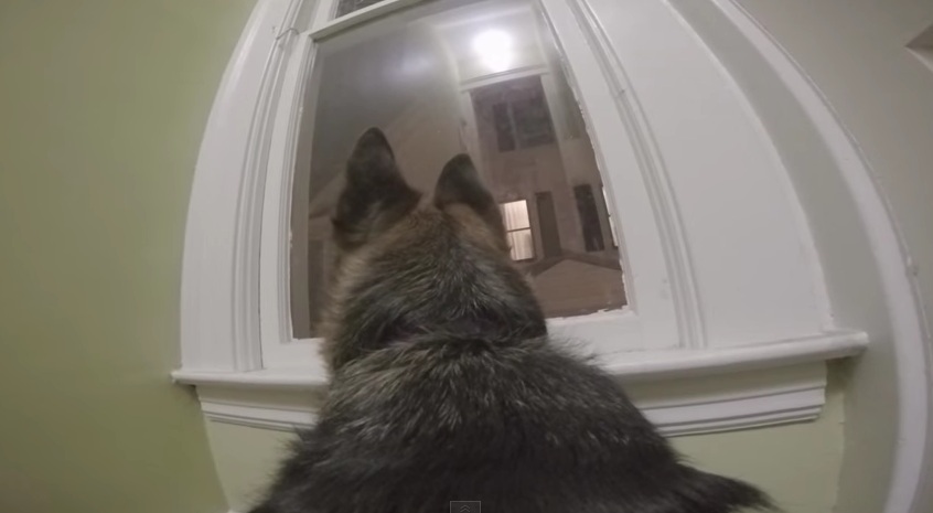 Σκύλος… home alone! (Video) - Media