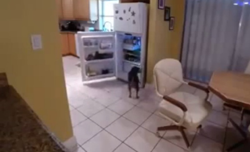 Ο σκύλος που ανοίγει μόνος του το ψυγείο! (Video) - Media