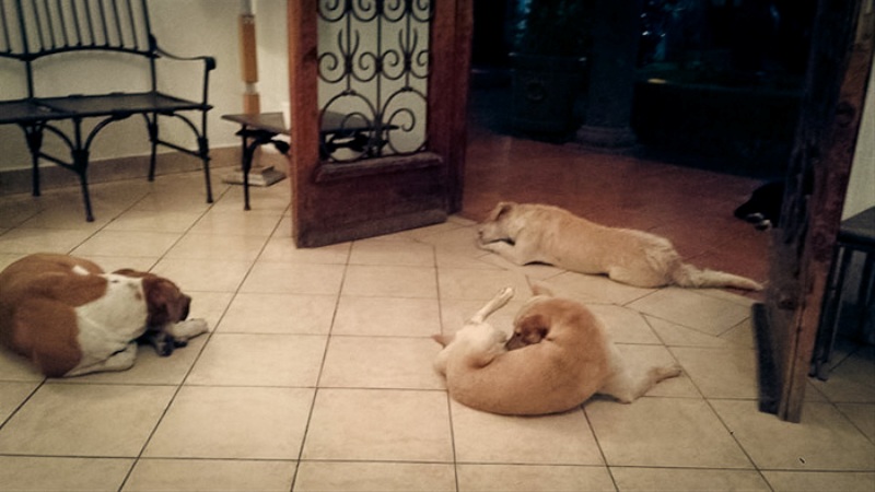 Φρίκη στην Ιαπωνία: 164 σκύλοι βρέθηκαν εγκαταλελειμμένοι σε σπίτι-αχούρι - Ήταν σκελετωμένα και γεμάτα παράσιτα (Photos/Video)  - Media