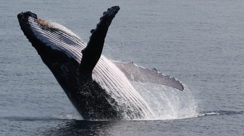 Αυτό είναι το θηλαστικό με το μεγαλύτερο γεννητικό όργανο στον πλανήτη (σπάνιο video) - Media