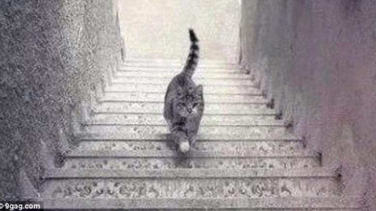 Η φωτογραφία που (ξανα) διχάζει το διαδίκτυο: Η γάτα ανεβαίνει ή κατεβαίνει; Εσύ τι βλέπεις; (Video) - Media