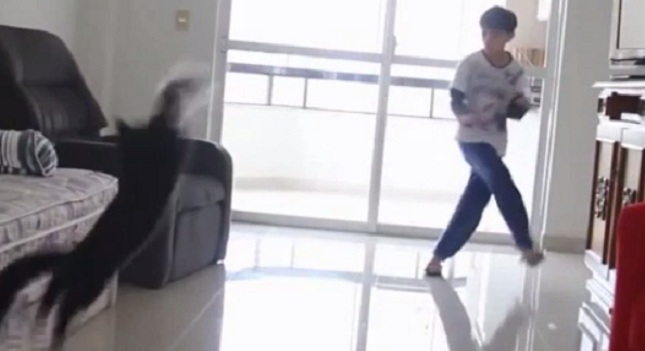 Δείτε τη γάτα που θα ζήλευε και ο… Μπουφόν (Video) - Media