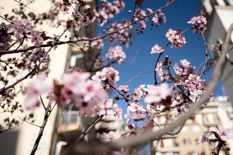Ανοιξιάτικος καιρός με άνοδο της θερμοκρασίας - Media