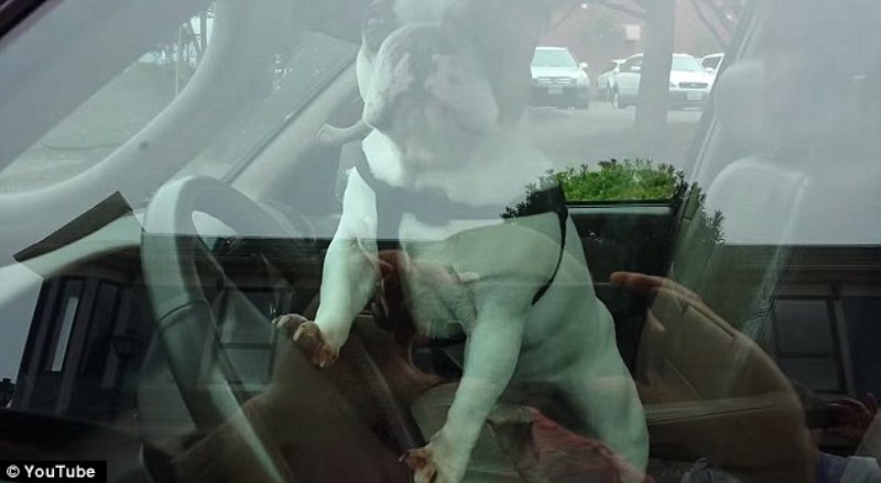 Σκυλί με εξυπνάδα ανθρώπου: το ξέχασαν στο αυτοκίνητο και εκείνο άρχισε να χτυπάει την κόρνα (Video) - Media