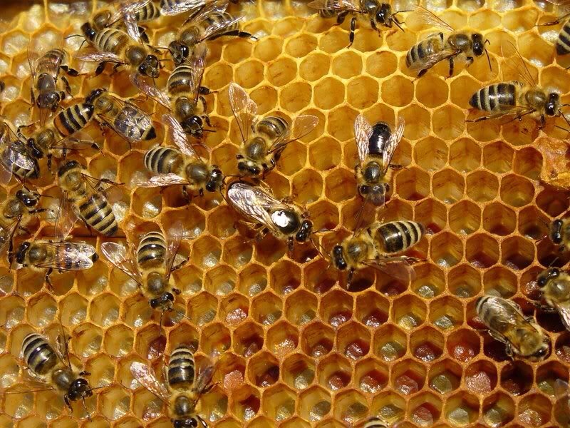 Die Zeit: «Αν εξαφανιστεί η μέλισσα θα χαθεί και η ανθρωπότητα» - Media