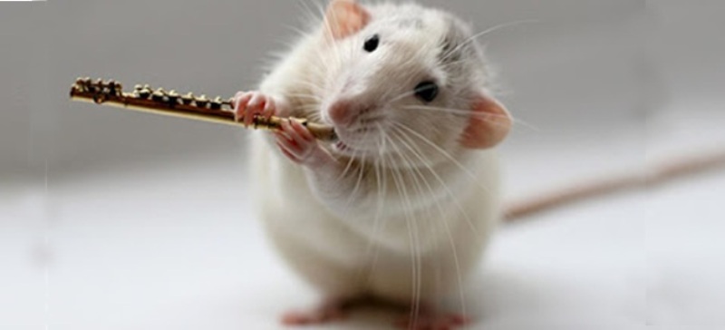 Τα ποντίκια τραγουδάνε για να… αναπαραχθούν! (Video) - Media