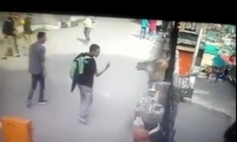 Δείτε τι έπαθε όταν έδειξε το μεσαίο δάχτυλο σε μια μαϊμού (Video) - Media