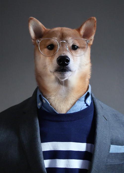 Τι εννοείς ότι το πιο επιτυχημένο μοντέλο ανδρικής μόδας της εποχής είναι σκύλος;  (Photos) - Media