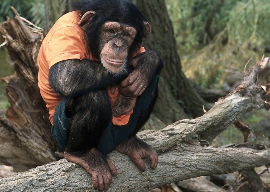 Αν πονάει η μέση σου μάλλον μοιάζεις περισσότερο με... χιμπατζή! - Media