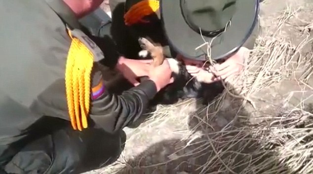 Ήρωας αστυνομικός σώζει σκύλο από πνιγμό και του δίνει το φιλί της ζωής (video) - Media