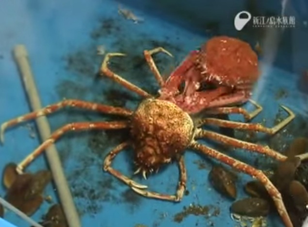 Απόκοσμο βίντεο: Κάβουρας – αράχνη αλλάζει σκελετό (video) - Media