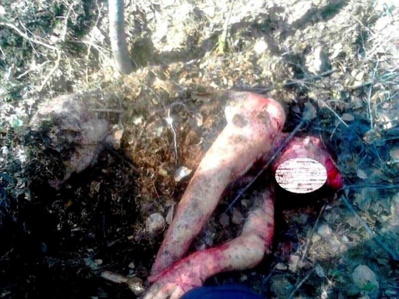 Αρκούδα έθαψε ζωντανή 55χρονη! (Photos) - Media