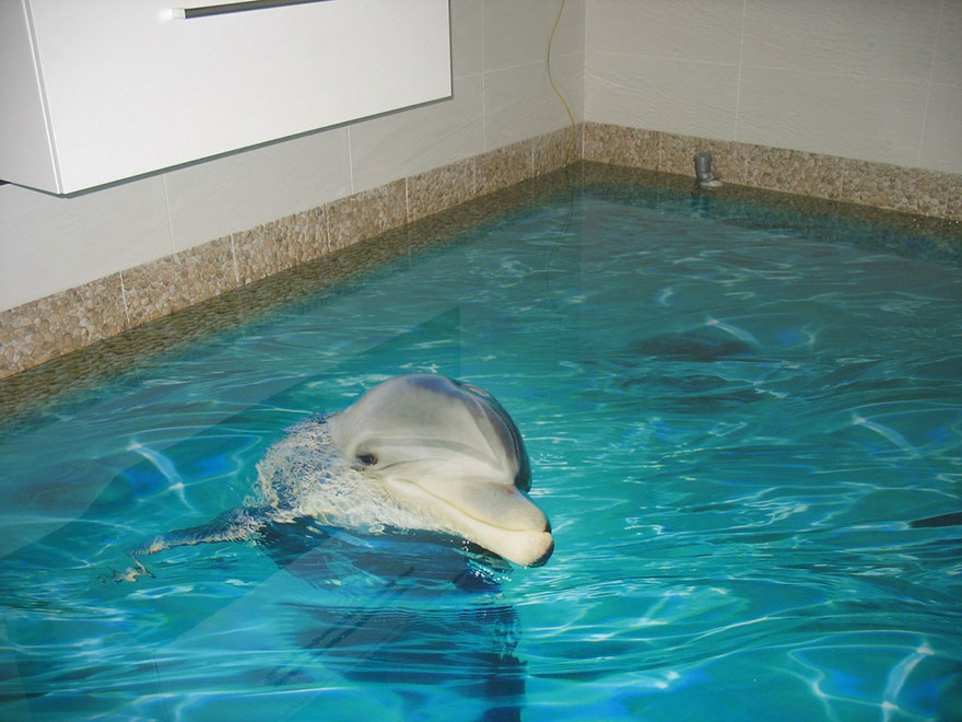 Τι γυρεύει ένα δελφίνι στο μπάνιο σας; (Photos) - Media