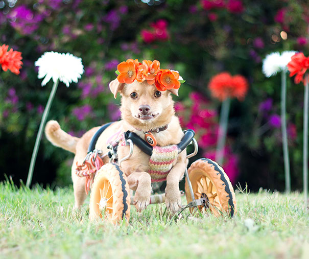 Daisy, η ανάπηρη σκυλίτσα που γλίτωσε από βέβαιο θάνατο (Photos) - Media